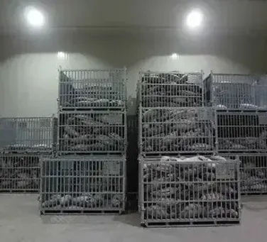 Global Trends in IQF Freezer Technology